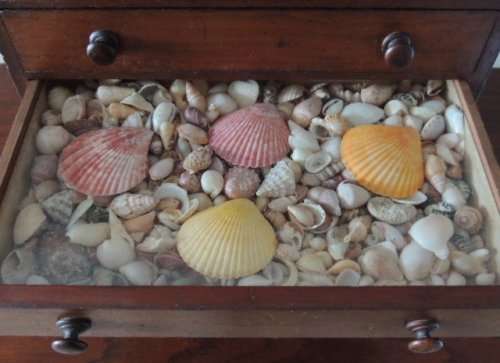 COLLECTOR'S SPECIMEN CHEST - MAGNIFICENT ITEM