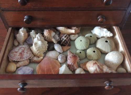 COLLECTOR'S SPECIMEN CHEST - MAGNIFICENT ITEM