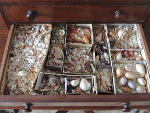COLLECTOR'S SPECIMEN CHEST - MAGNIFICENT ITEM