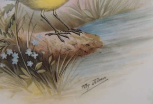 ROYAL ALBERT PLATE FROM THE WOODLAND BIRDS COLLECTION - "YELLOW WAGTAIL - MOTACILLA FLAVA"