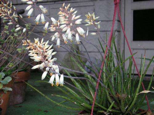 Aloe albiflora plants