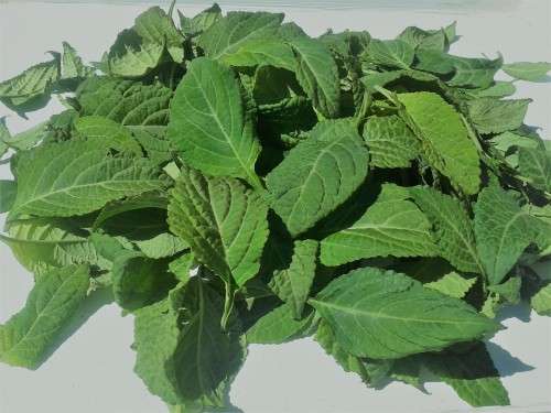 Healthy, Well Rooted, Salvia Divinorum Plants - Nationwide Delivery