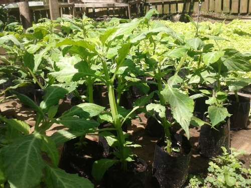 Healthy, Well Rooted, Salvia Divinorum Plants - Nationwide Delivery
