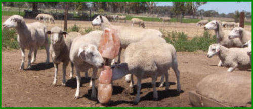 Himalayan Salt Licks