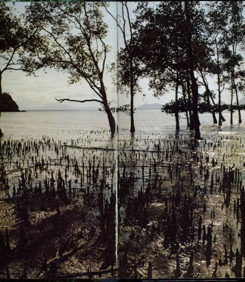 [B:2:S:CC]-Borneo - John Mackinnon