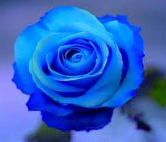 Blue Rose  - 20 Seeds