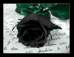 Black Rose  - 20 Seeds