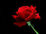 Robbin Red Rose . 200 seeds