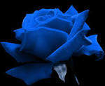 Jade Blue Rose . 200 seeds