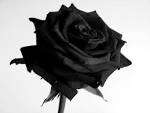Black Rose . 200 seeds