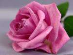 Passion Pink   Rose . 200 seeds