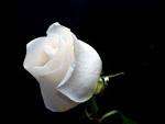 Ice White Rose . 200 seeds