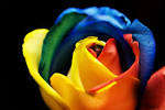 Rainbow Rose . 200 seeds