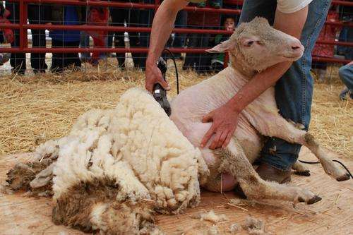 Electric Wool / Sheep Shearer, Model WH200-A in box see photos of actual one.