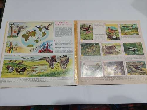 1979 BIRDS PANINI STICKER ALBUM 278/288 Stickers Present Vintage Figure