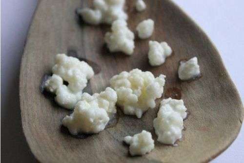 Fresh Milk Kefir Grains (Starter SCOBY Culture)