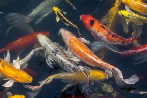 Bespoke Canvas Art - Wildlife - Colourful Koi