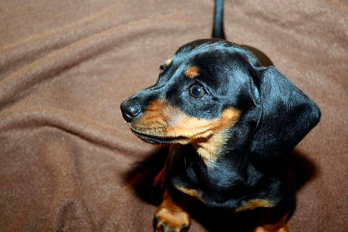 Lexy - Puppy - Special listing for Cathy