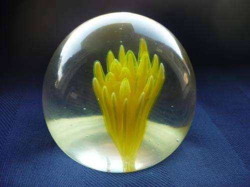 Glass paperweight with yellow ?sea coral