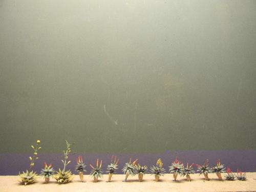 JOB LOT OF ALOES HO