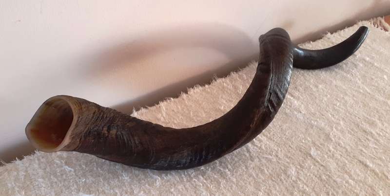Large Kudu Horn for Yemenite Shofar Project