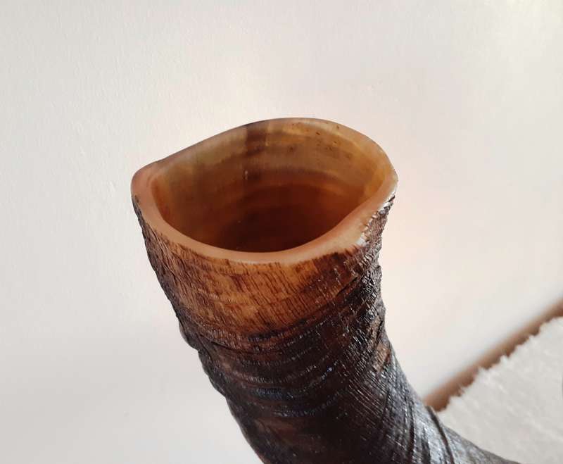 Large Kudu Horn for Yemenite Shofar Project