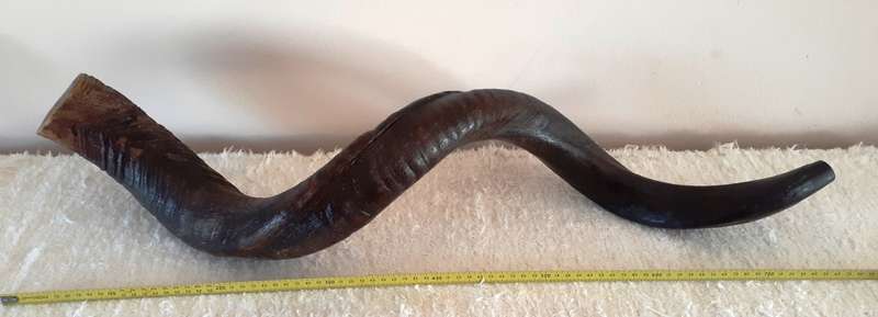 Large Kudu Horn for Yemenite Shofar Project