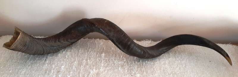 Large Kudu Horn for Yemenite Shofar Project