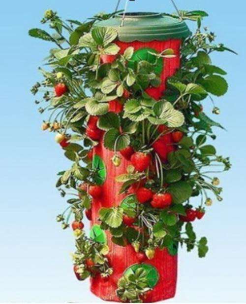 Upside down strawberry planters