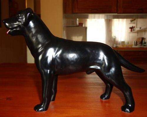 LARGE BLACK LABRADOR