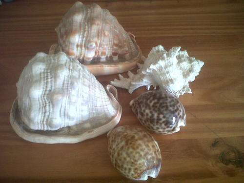ASSORTMENT OF BEAUTIFUL SEA SHELLS EXCELLENT CONDITION