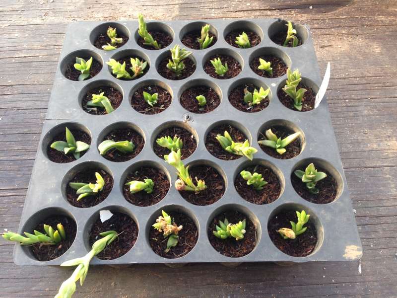Sceletium Tortuosum plants