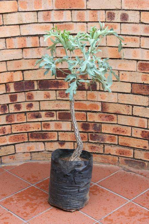 INDIGENOUS KIEPERSOL TREE IN 20L BAG