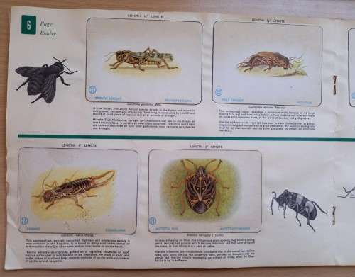 Vintage Bokomo sticker album: Insects of South Africa, complete