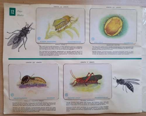 Vintage Bokomo sticker album: Insects of South Africa, complete