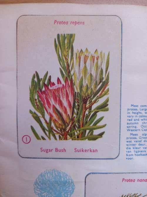Vintage Bokomo sticker album: Proteas of South Africa, complete