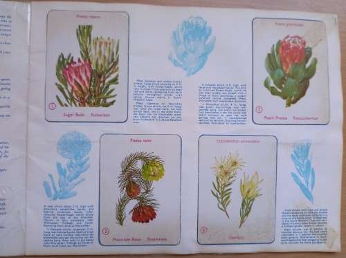 Vintage Bokomo sticker album: Proteas of South Africa, complete