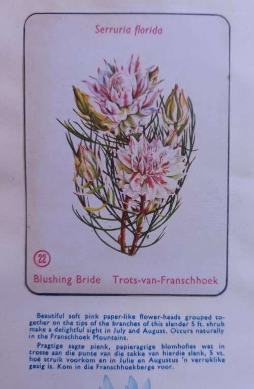 Vintage Bokomo sticker album: Proteas of South Africa, complete