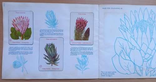 Vintage Bokomo sticker album: Proteas of South Africa, complete