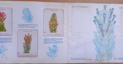 Vintage Bokomo sticker album: Proteas of South Africa, complete