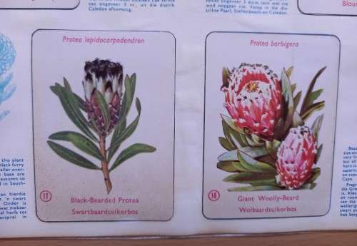 Vintage Bokomo sticker album: Proteas of South Africa, complete