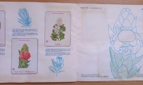 Vintage Bokomo sticker album: Proteas of South Africa, complete