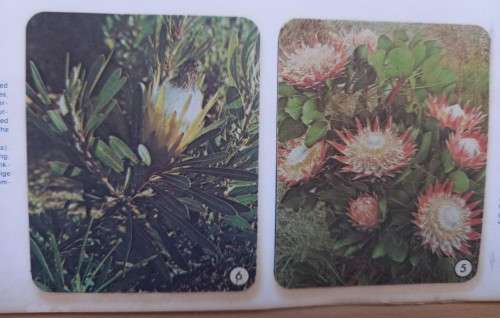 Vintage Bokomo sticker album: SA Wild Flowers - 8 stickers missing
