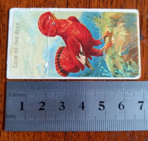 1885-1895 Allen & Ginter cigarette card Birds of the Tropics Cock-of-the-Rock, CV R500