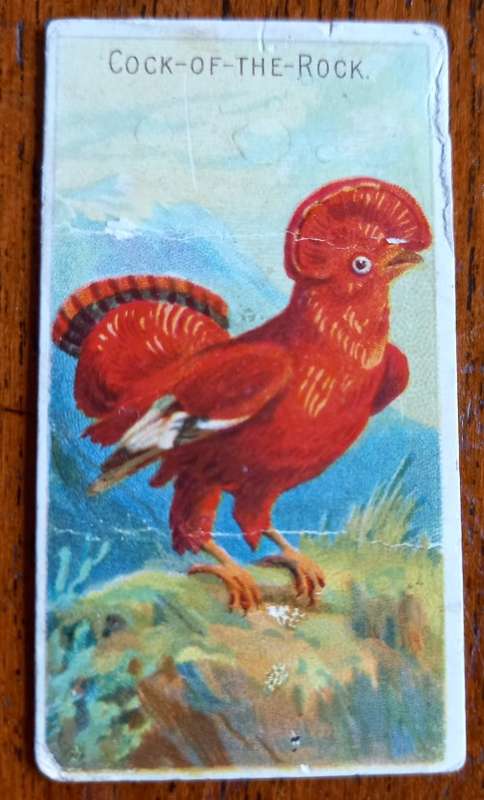 1885-1895 Allen & Ginter cigarette card Birds of the Tropics Cock-of-the-Rock, CV R500