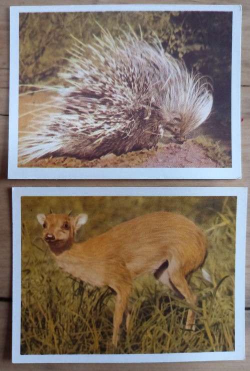 150+ Our SA National Parks cigarette cards 1941