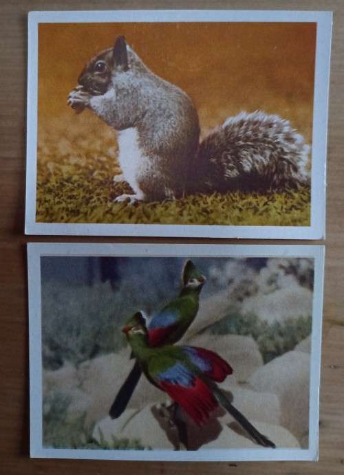 150+ Our SA National Parks cigarette cards 1941