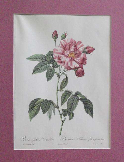Lovely rose print with dark pink mounting board - Rosa Gallica Vericolor