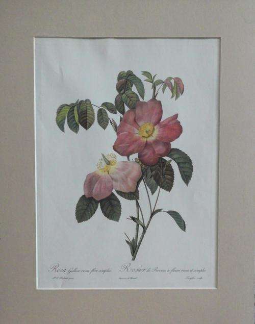 Lovely rose print with dark pink mounting board - Rosa Gallica rosea flore simplici