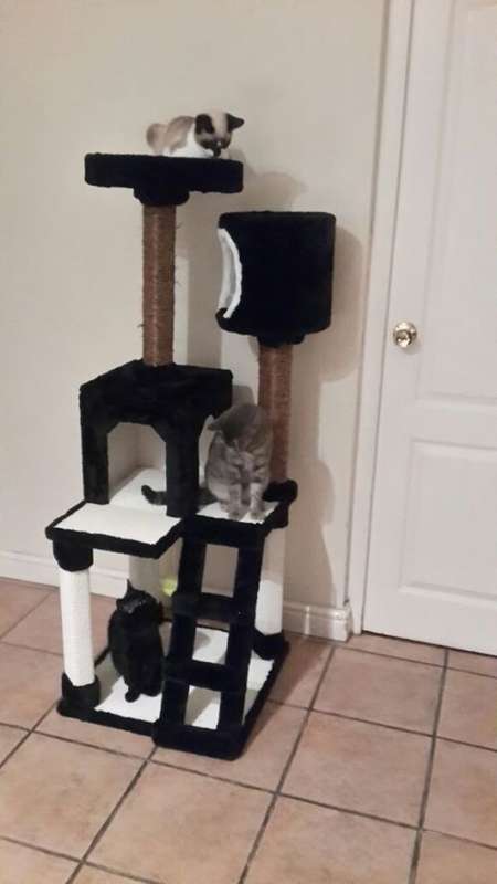 !!!!!Brand New Cat Condo!!! Highest Quality!!! Black In Colour!!! Only 3 Available